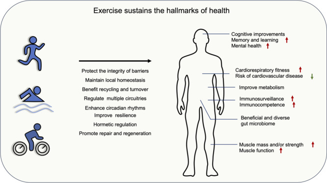 Exercise sustains the hallmarks of health and improves the body holistically.